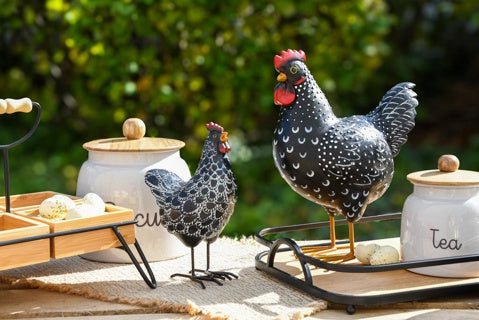 Gallo nero a macchie bianche