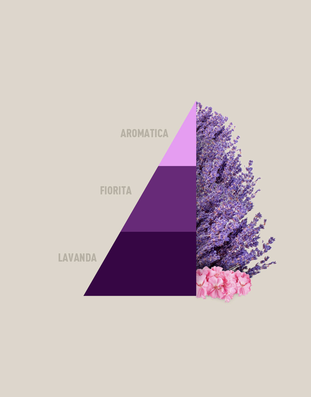 Profumabucato - Aromatic lavender