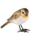 Uccellino Robin