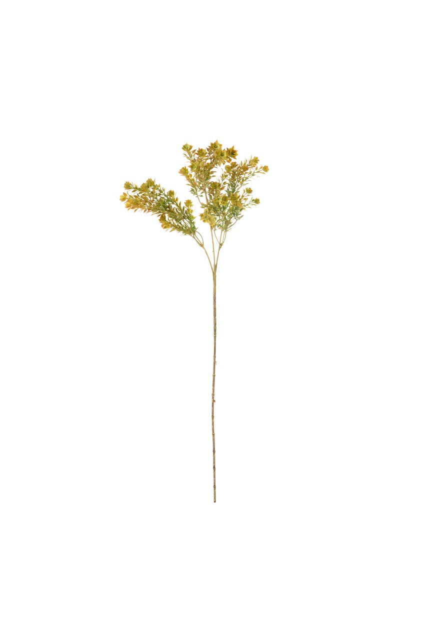 Lepido