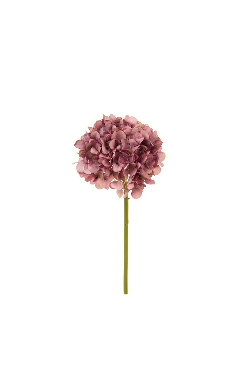 Ortensia malva