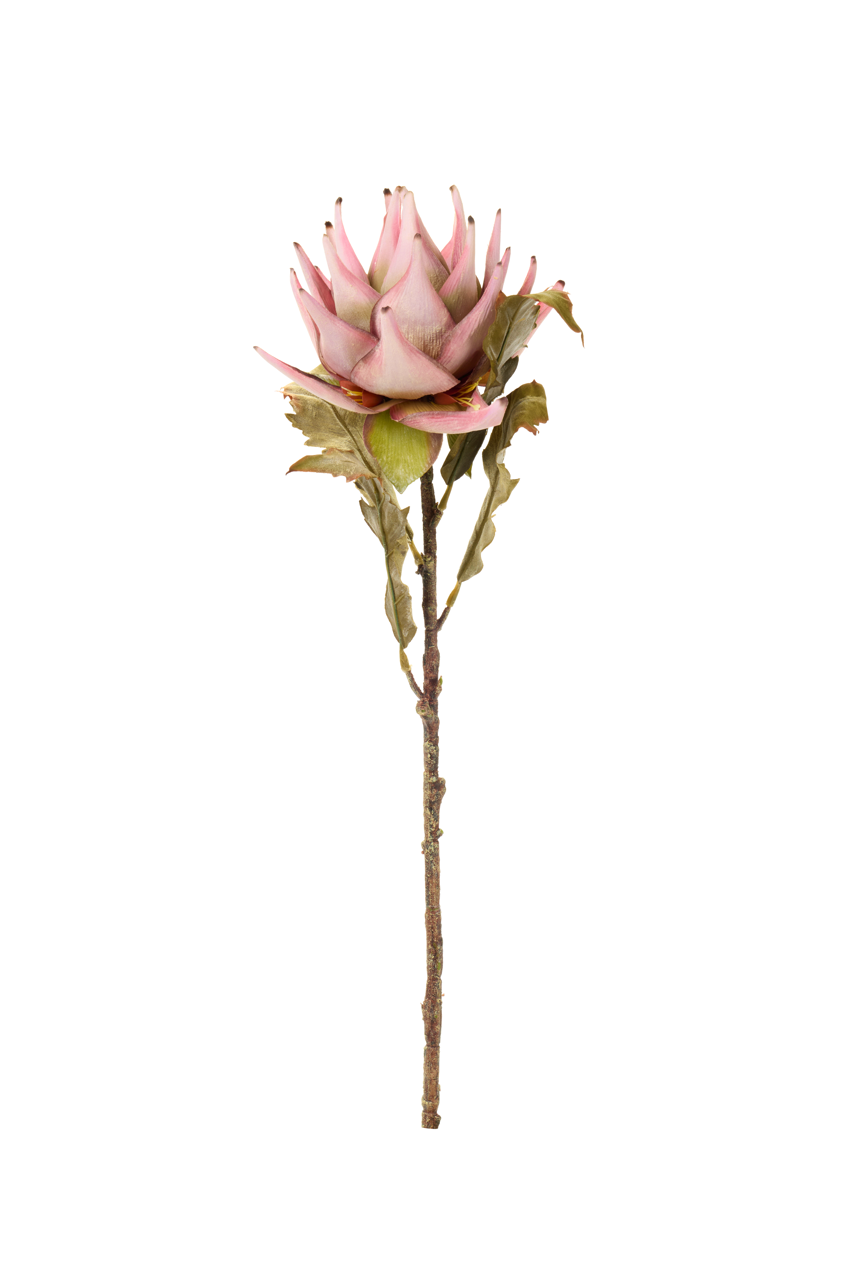 Bromelia