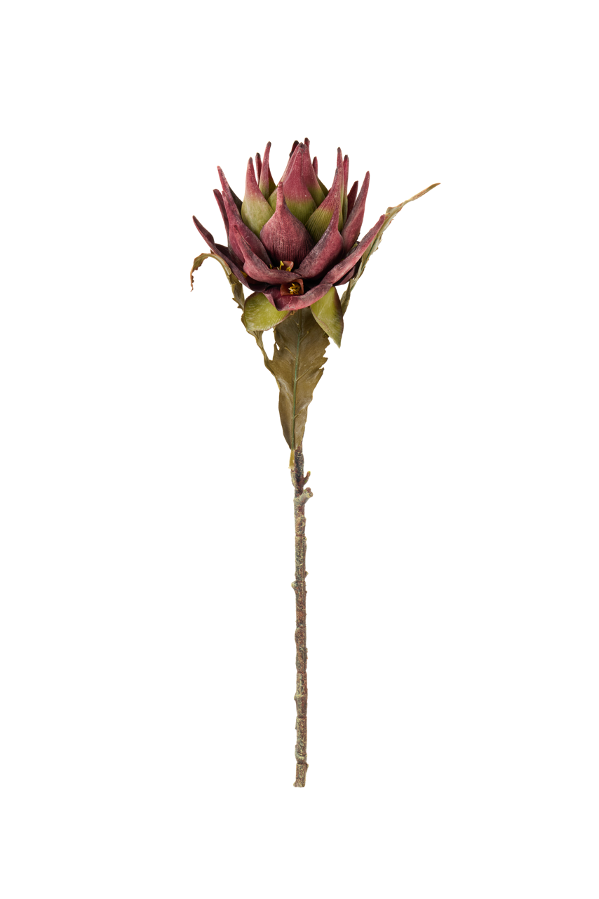 Bromelia