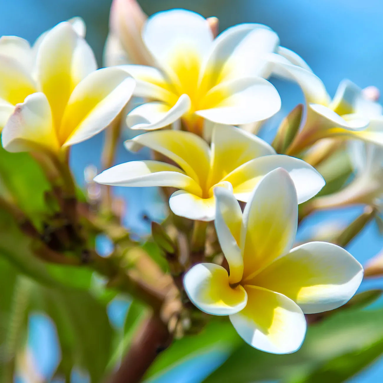 Luminante - Candela profumata fiore di tiare