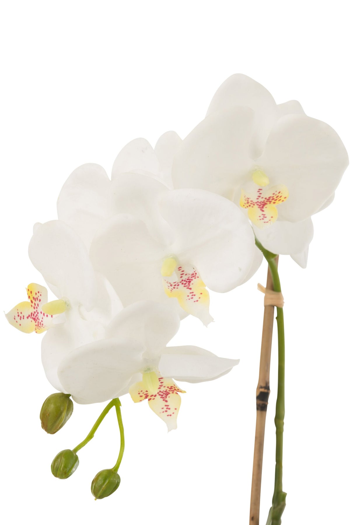 Orchidea decorativa