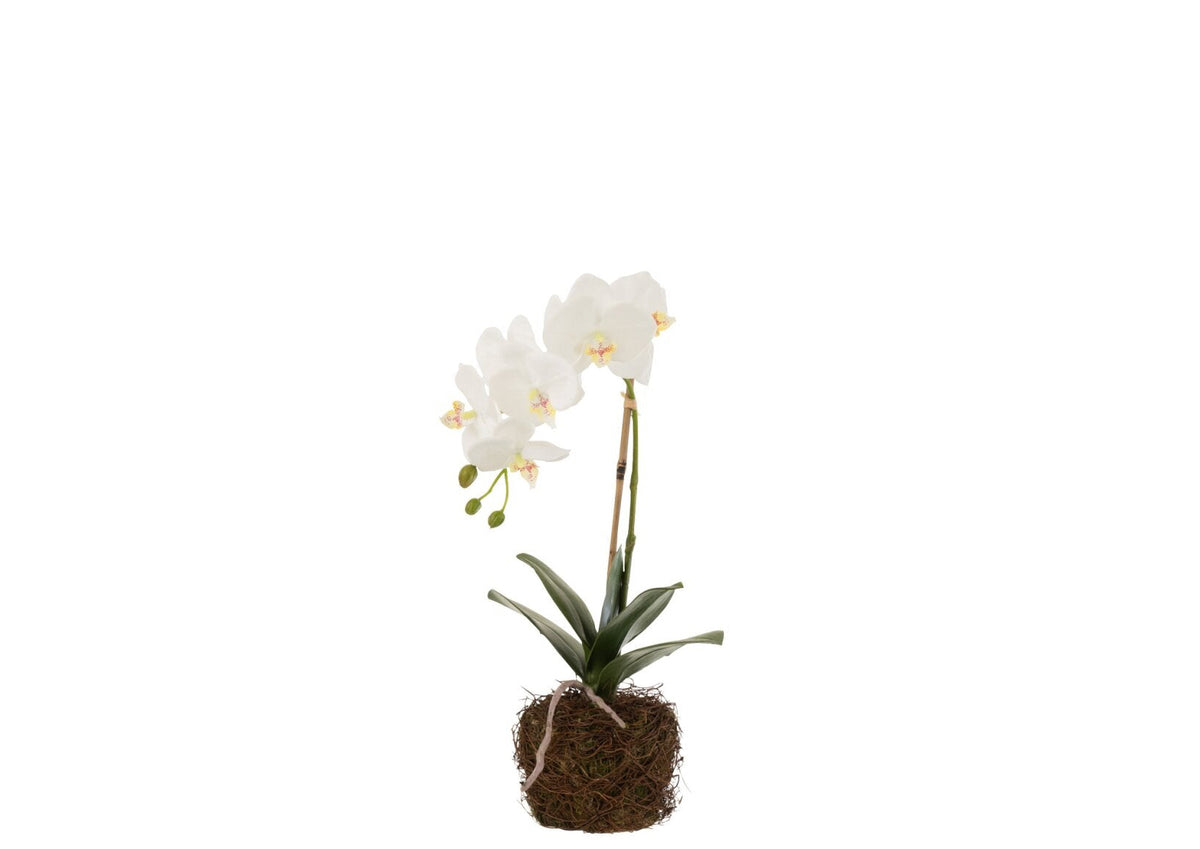 Orchidea decorativa