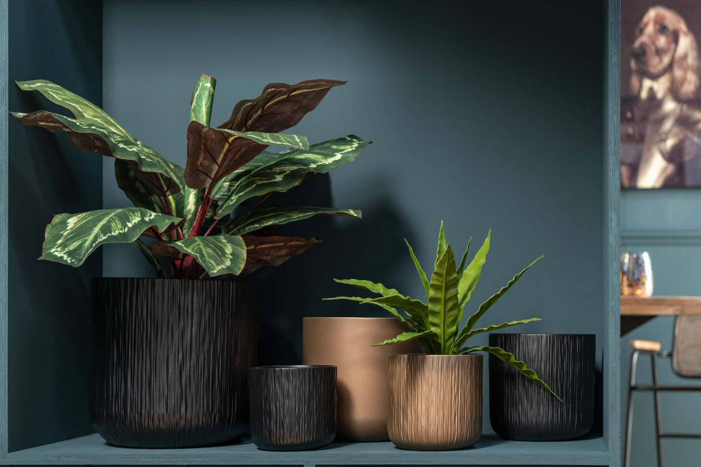 Pianta decorativa