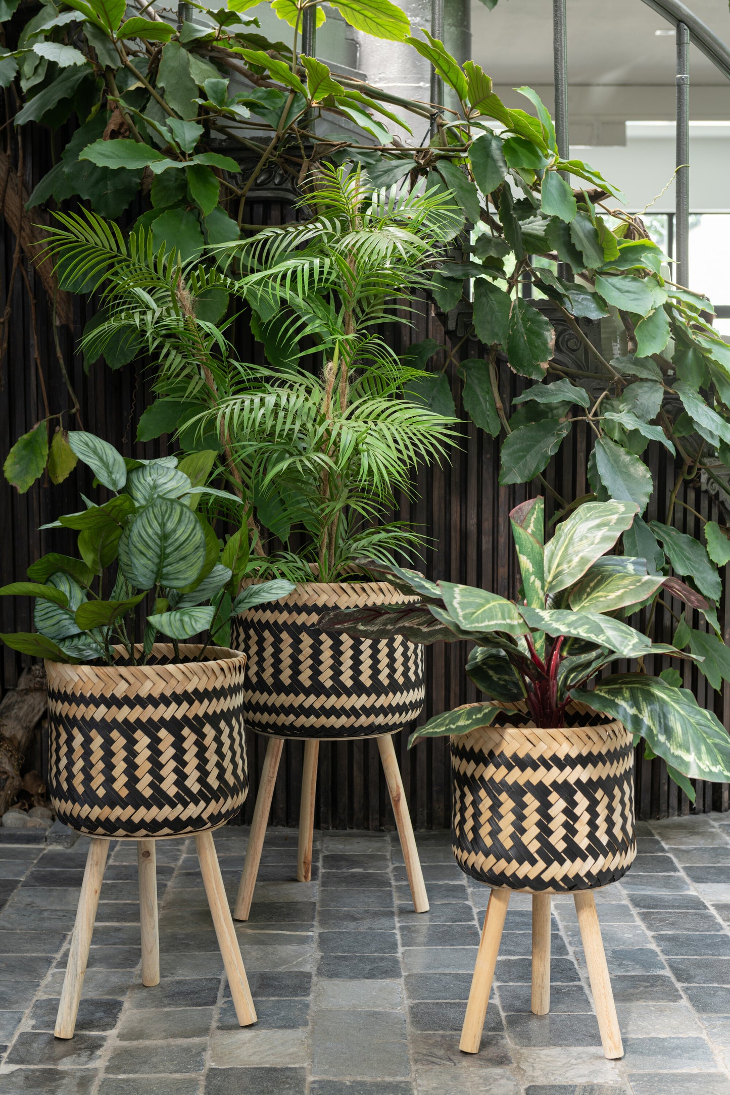 Pianta decorativa
