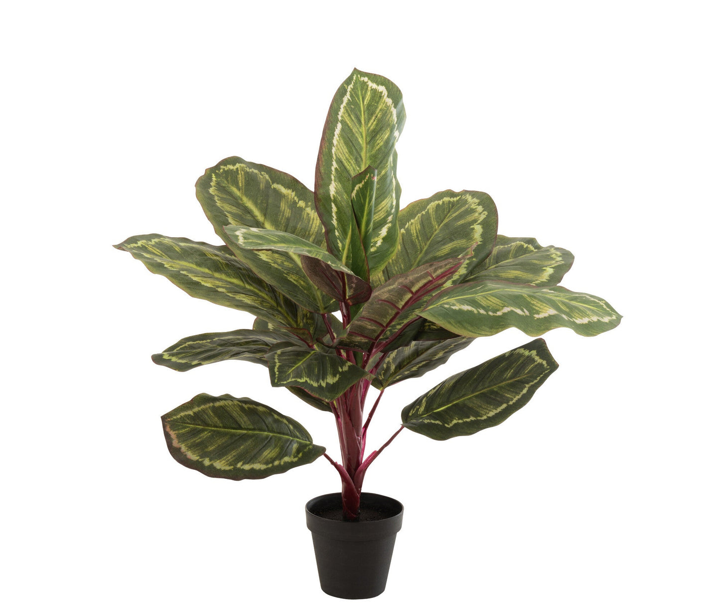 Pianta decorativa