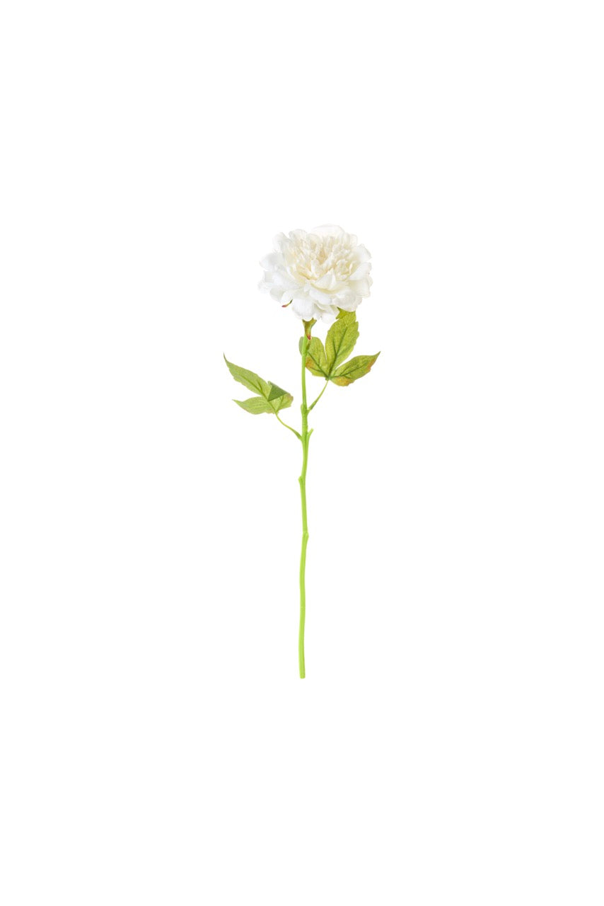Peonia
