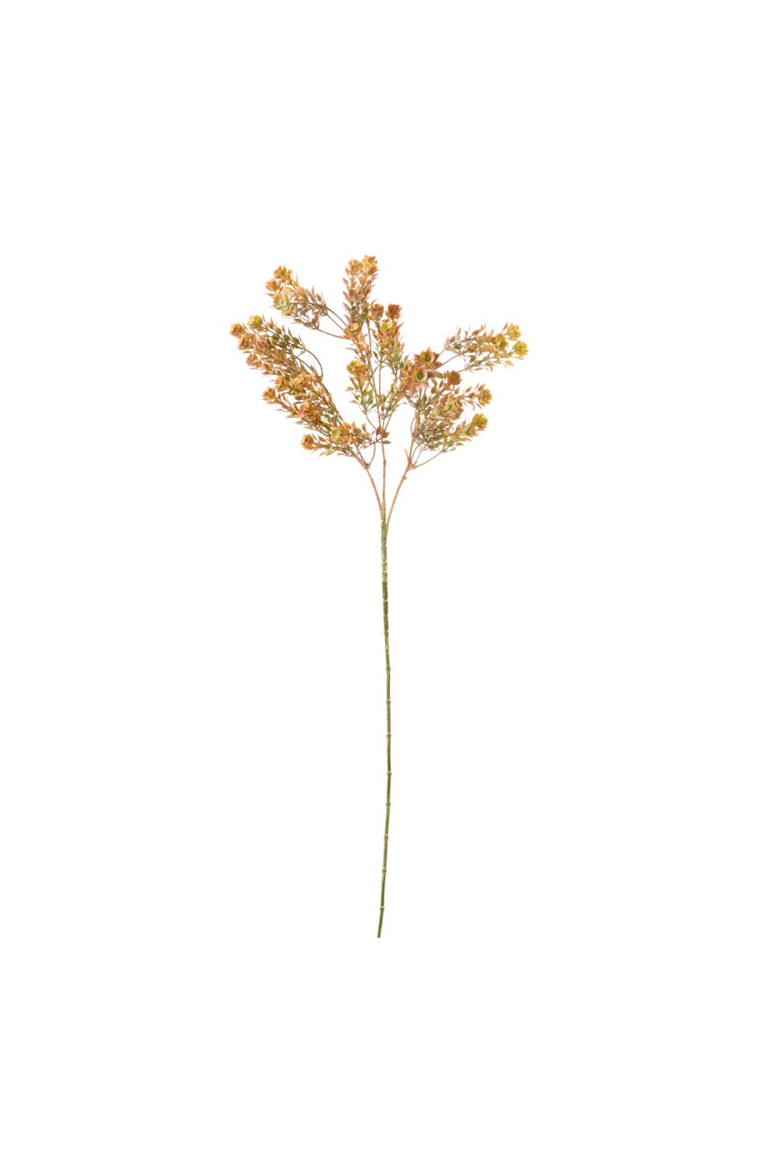Lepido